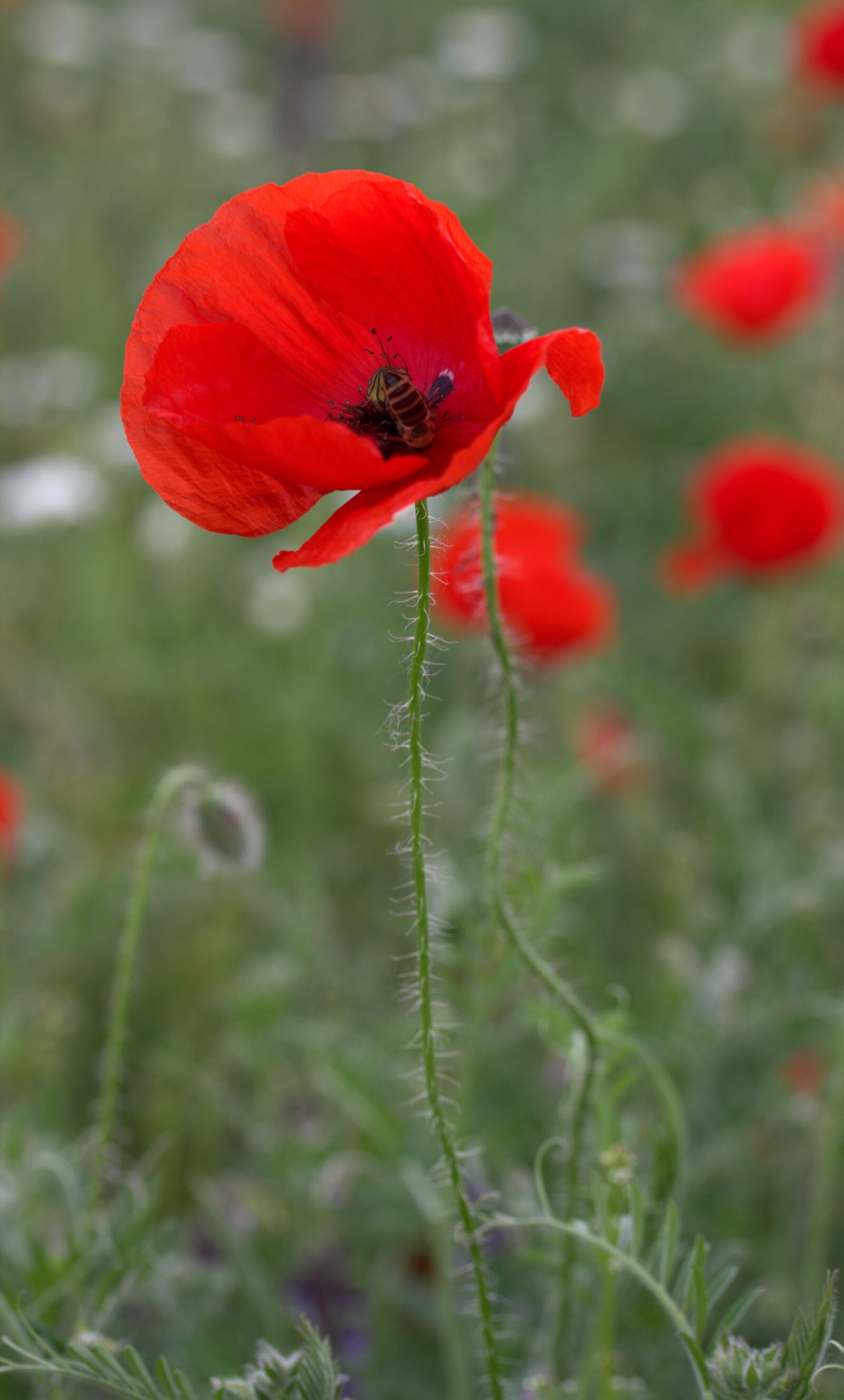 Canon EF-S 60mm F2.8 Macro USM sample photo. Poppy, red, flower photography