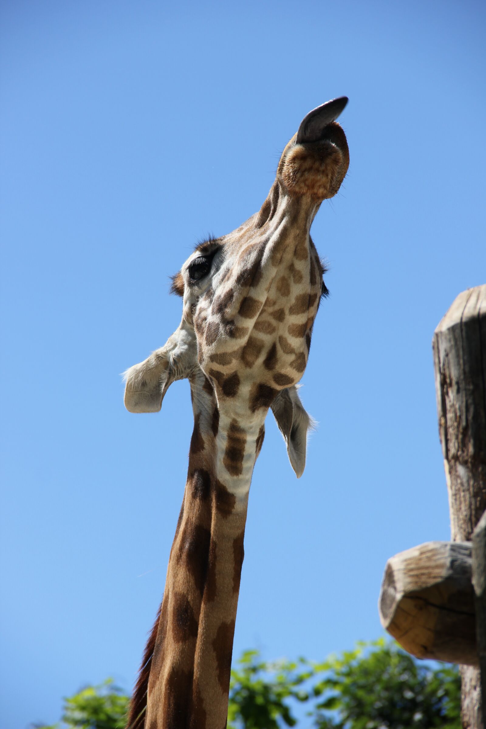 Canon EOS 550D (EOS Rebel T2i / EOS Kiss X4) sample photo. Giraffe, nature, zoo photography