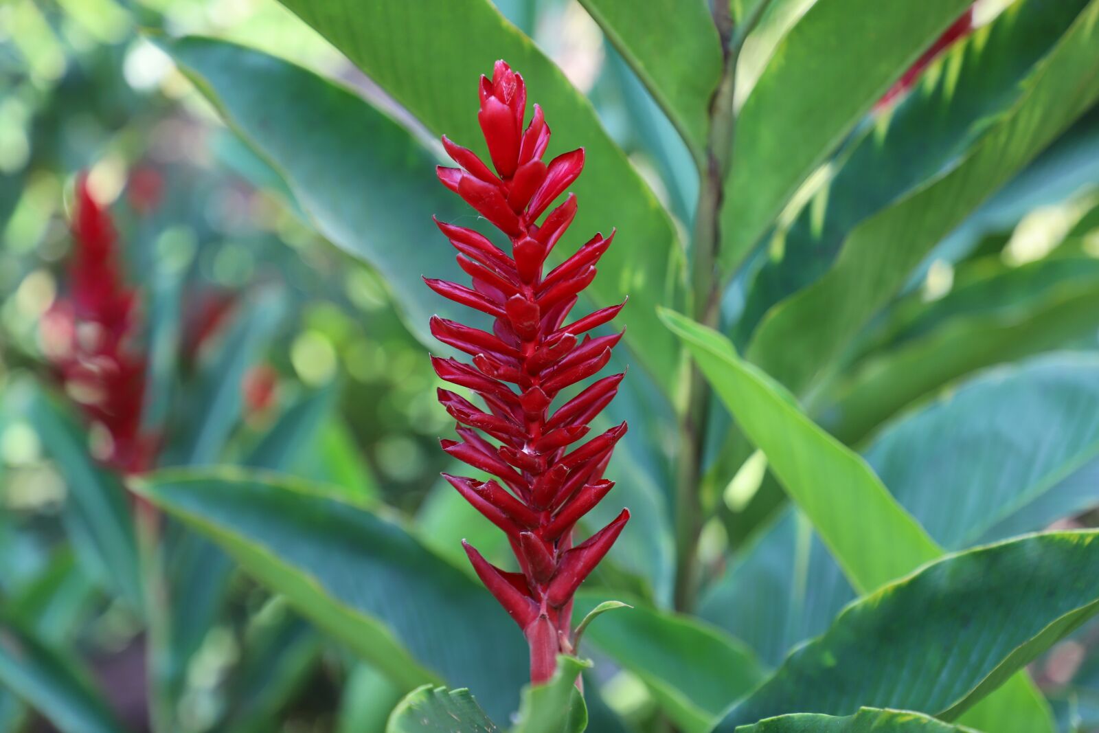 Canon EOS 6D Mark II sample photo. Flower, nature, plant photography
