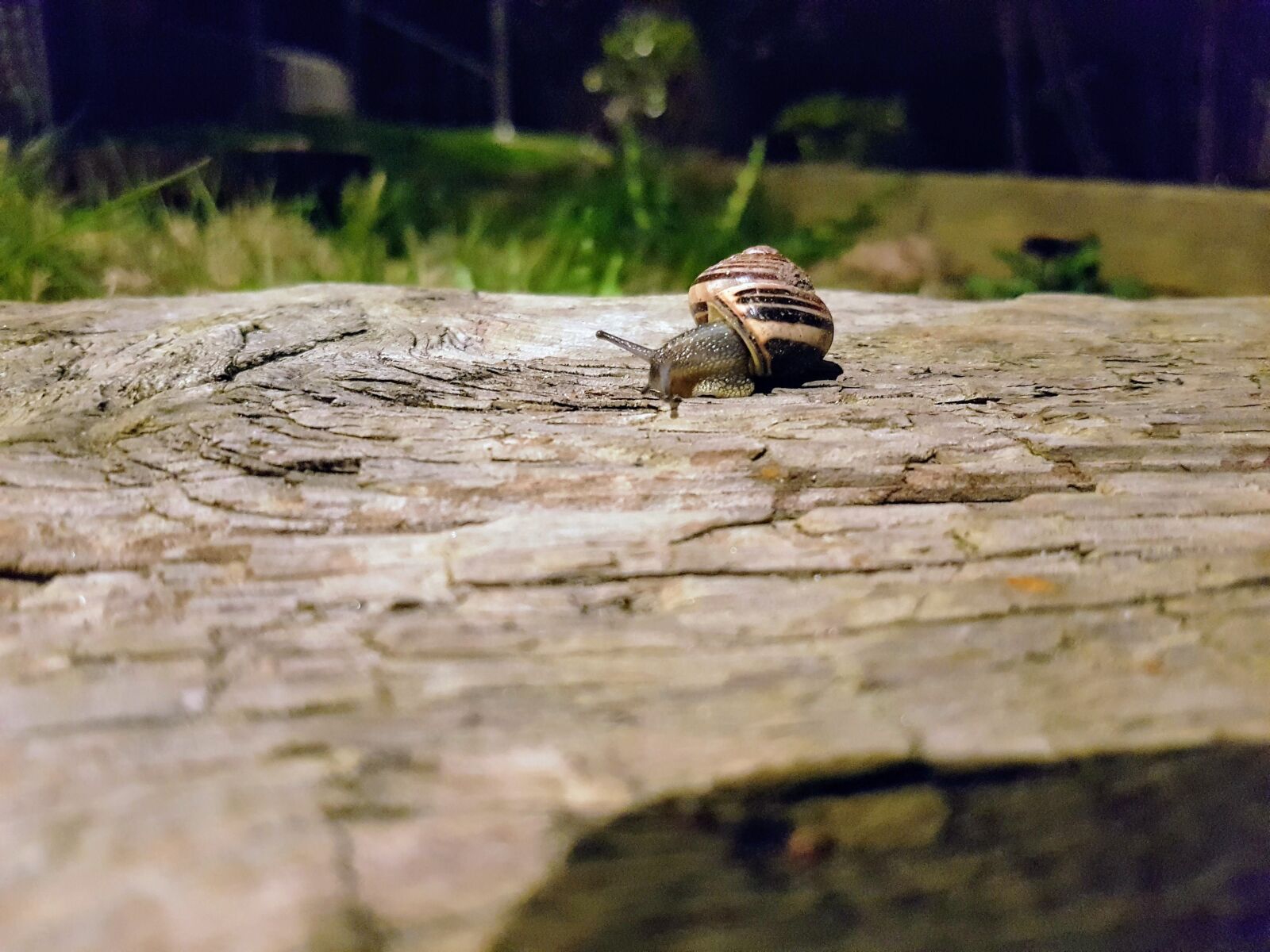 Samsung Galaxy S7 Edge sample photo. Seashell, slug, garden snail photography