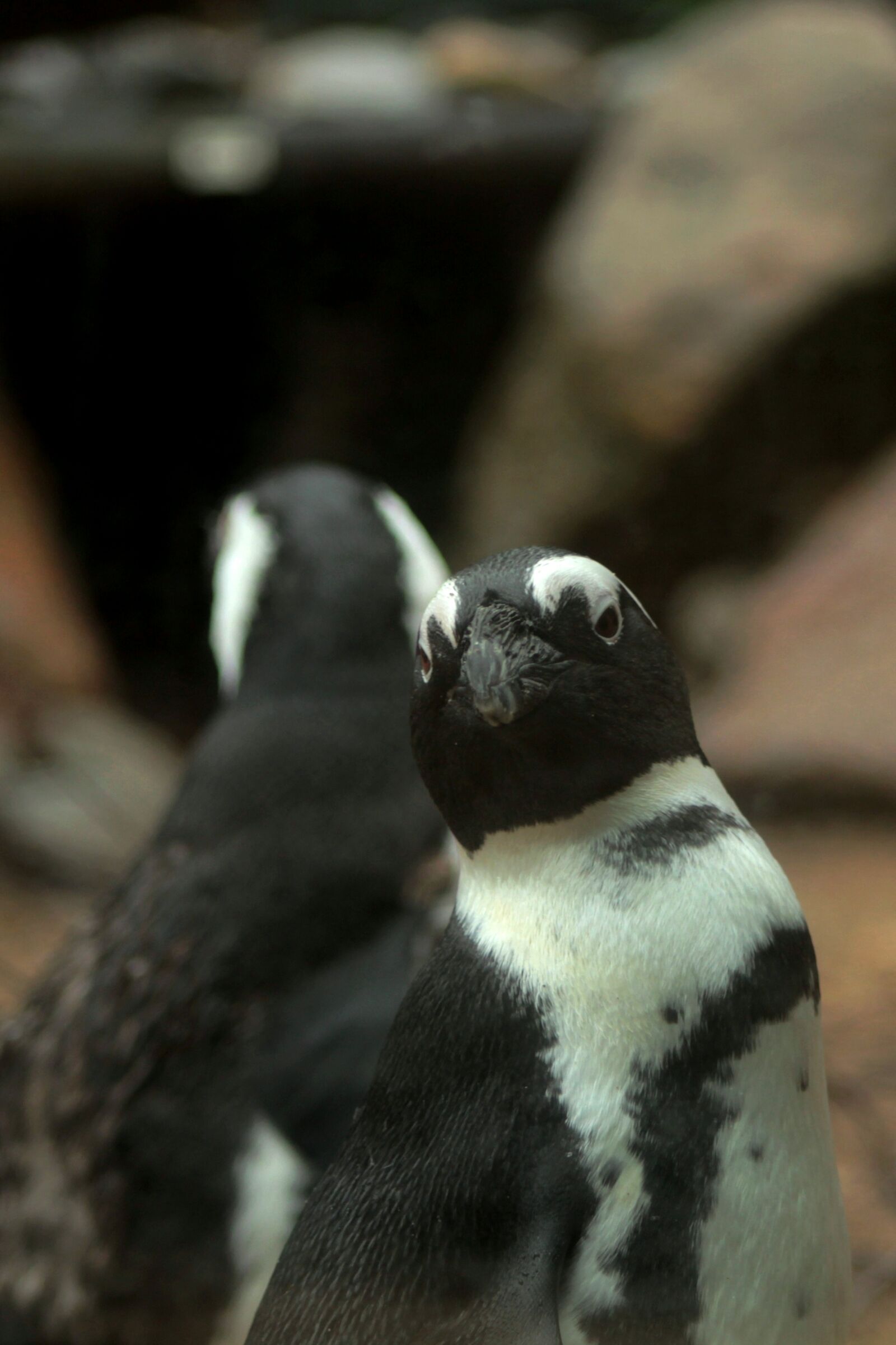 Canon EOS 600D (Rebel EOS T3i / EOS Kiss X5) sample photo. Blackfoot penguin, black and photography
