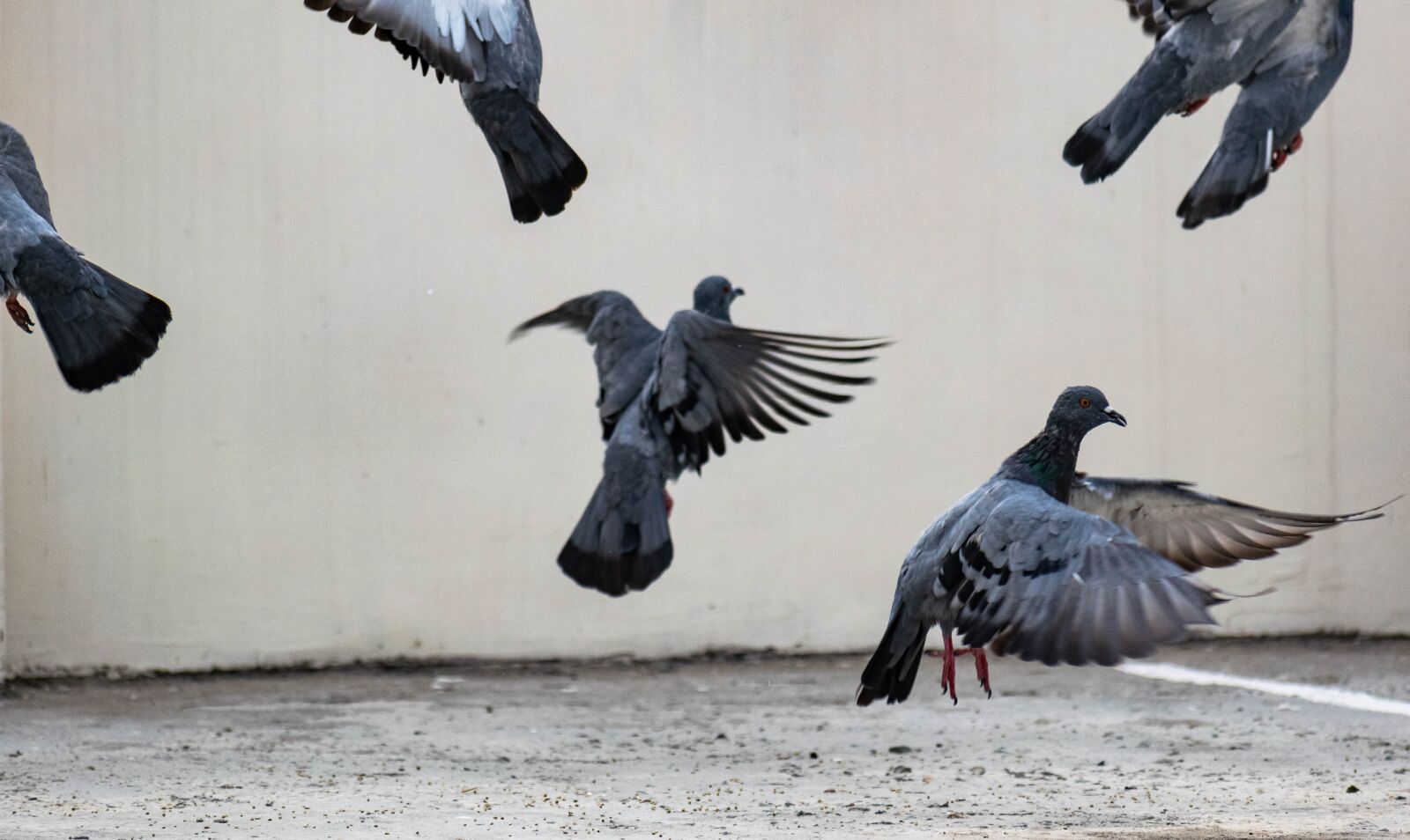 Nikon D3300 sample photo. Flying, pigeons, dove photography