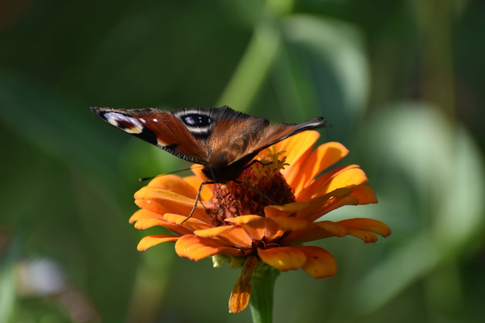 Nikon D5600 sample photo