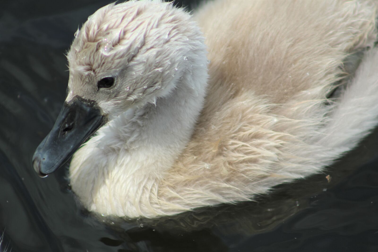 Canon EF75-300mm f/4-5.6 sample photo. Chicks, swan, region of photography
