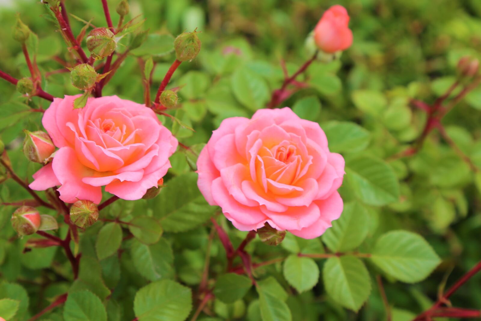 Canon EF 24-105mm F4L IS USM sample photo. Rose, nature, flower photography