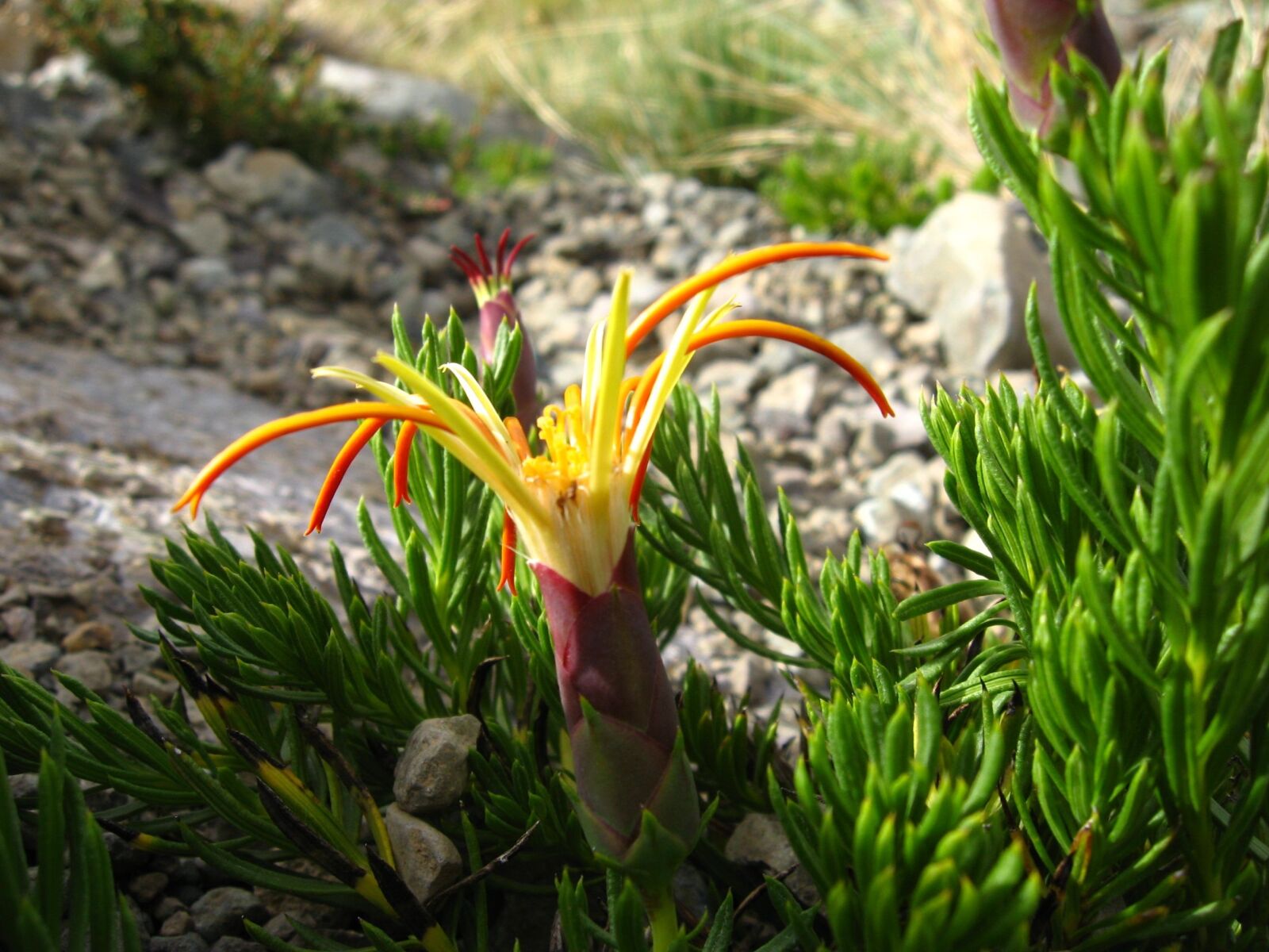 Canon POWERSHOT A550 sample photo. Native chilean, wild flora photography