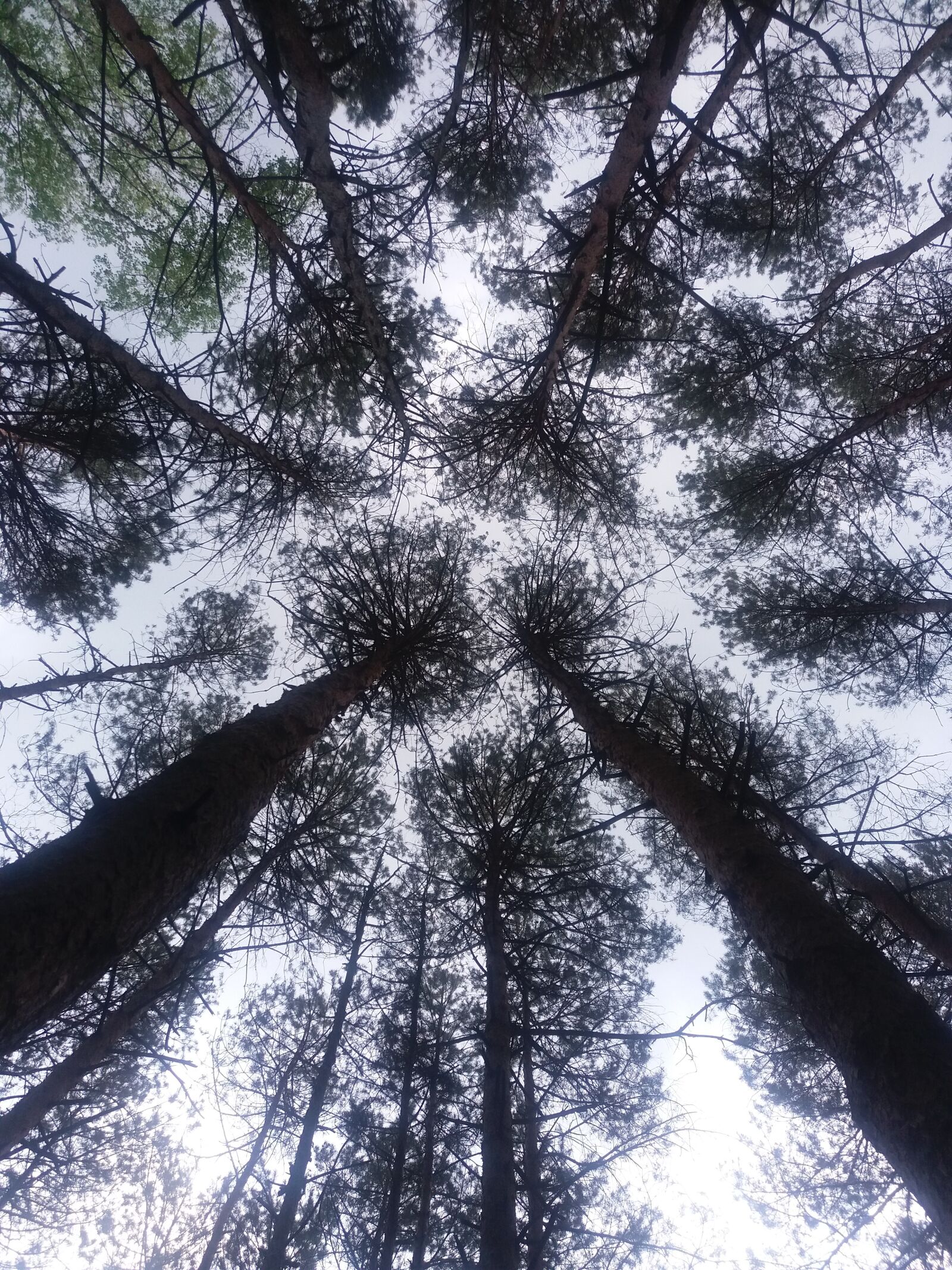 Samsung Galaxy J5 sample photo. Tree, nature, landscape photography