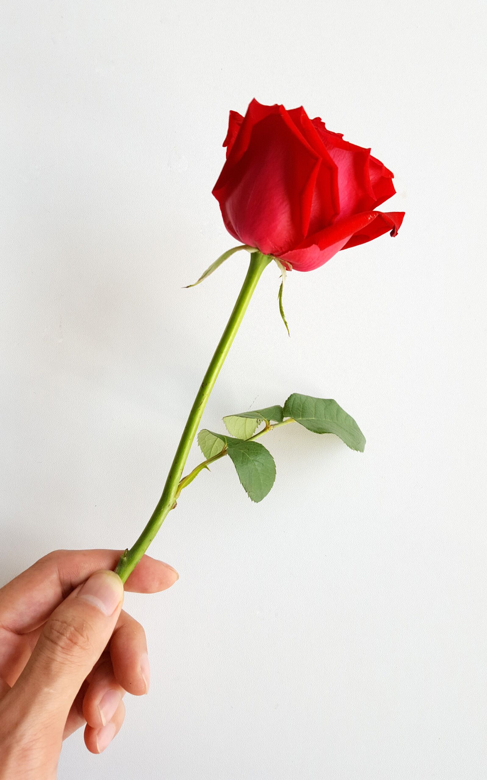 Samsung Galaxy S6 sample photo. Rose, red, flower photography