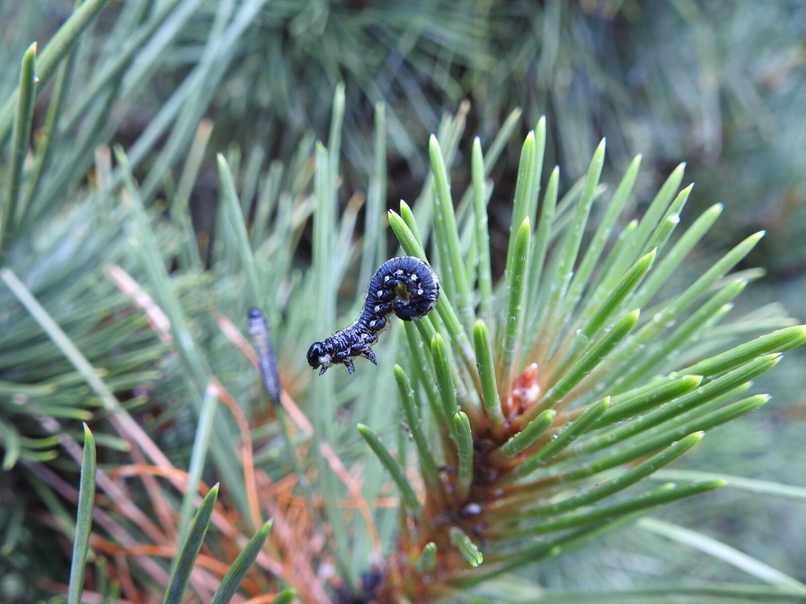 Nikon Coolpix P900 sample photo. Caterpillar, pine photography