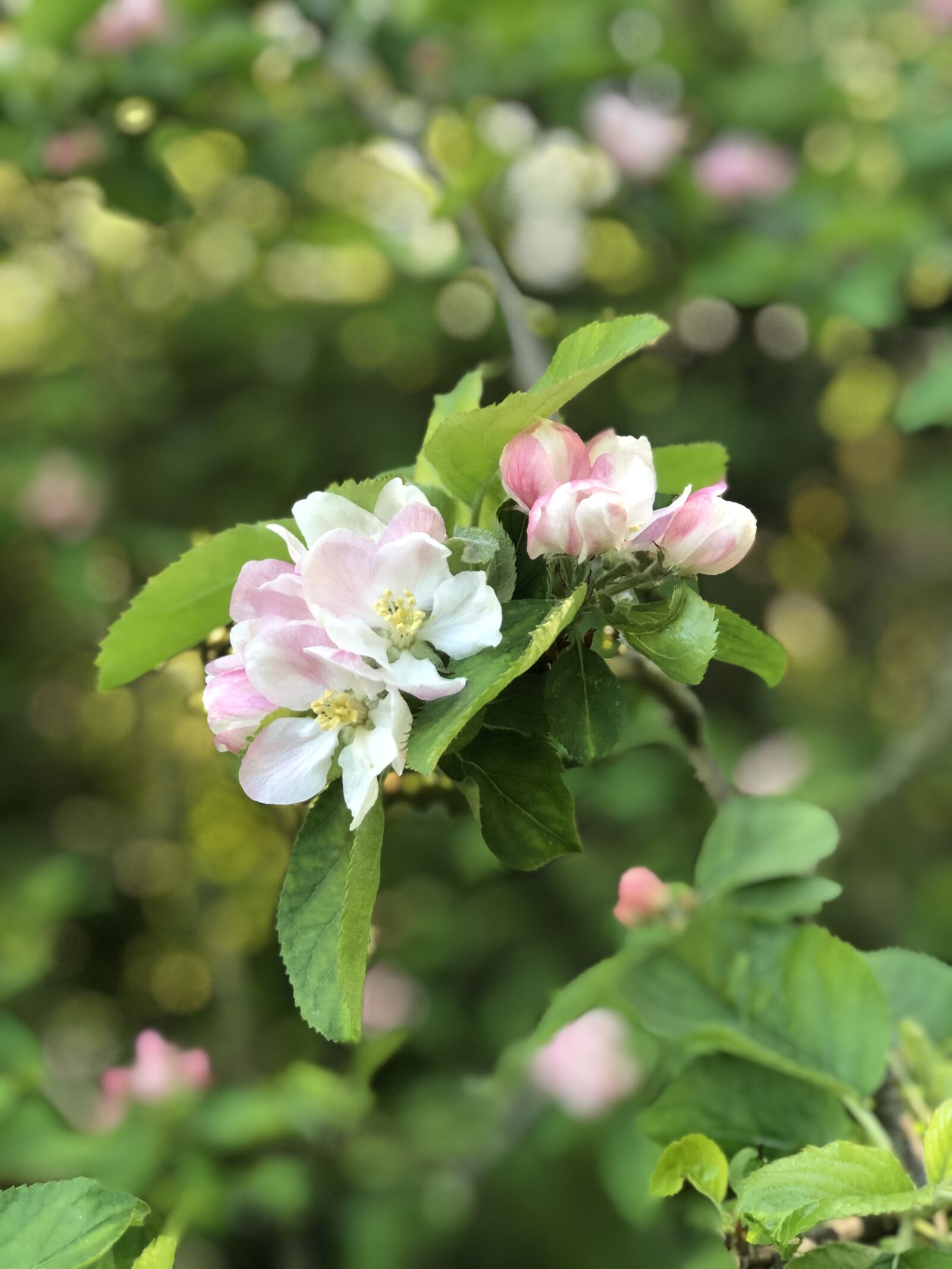 Apple iPhone 8 Plus sample photo. Blooming, spring, white photography