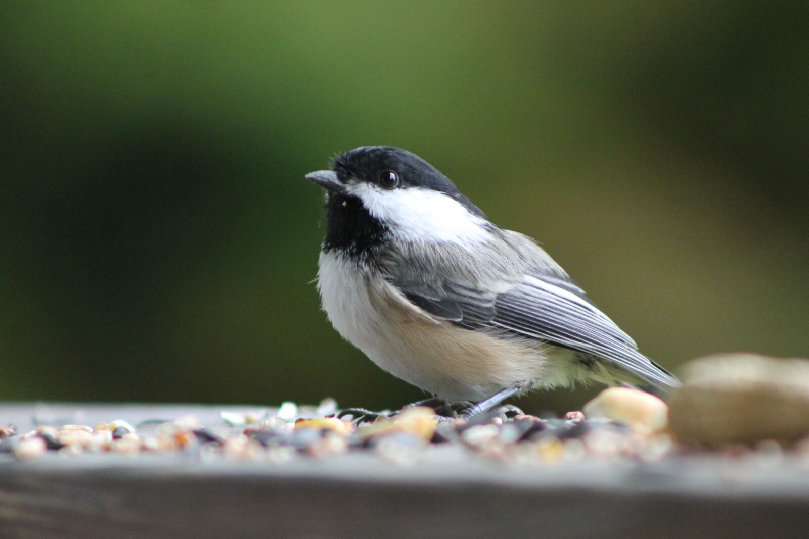 Canon EOS 1100D (EOS Rebel T3 / EOS Kiss X50) sample photo. Bird, chickadee, songbird photography