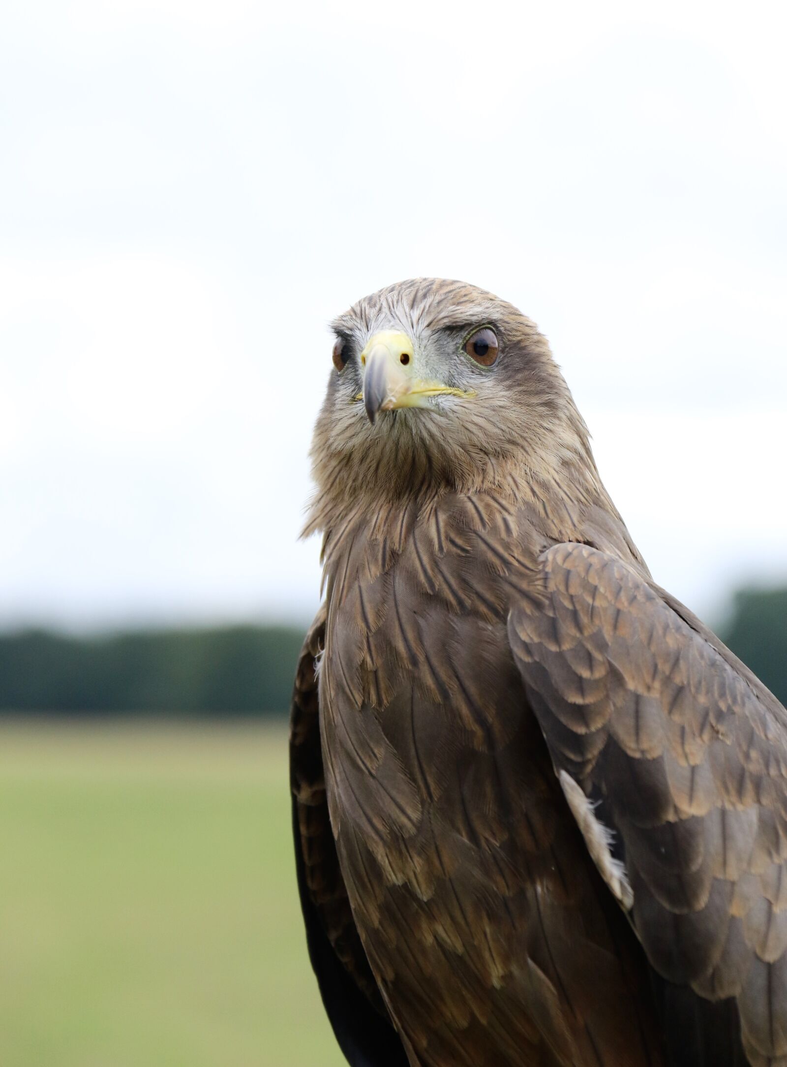 Canon EOS 7D Mark II sample photo. Yellow billed kite, bird photography