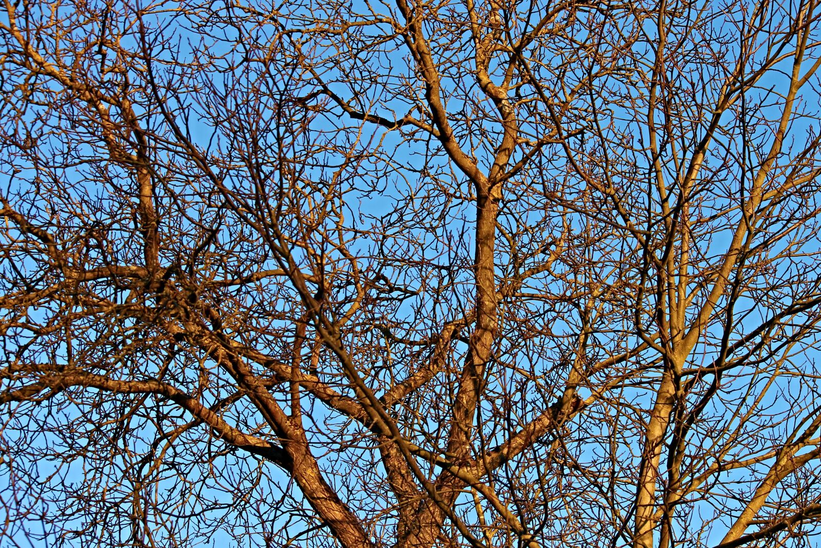 Canon EOS 1100D (EOS Rebel T3 / EOS Kiss X50) sample photo. Aesthetic, trees, kahl photography