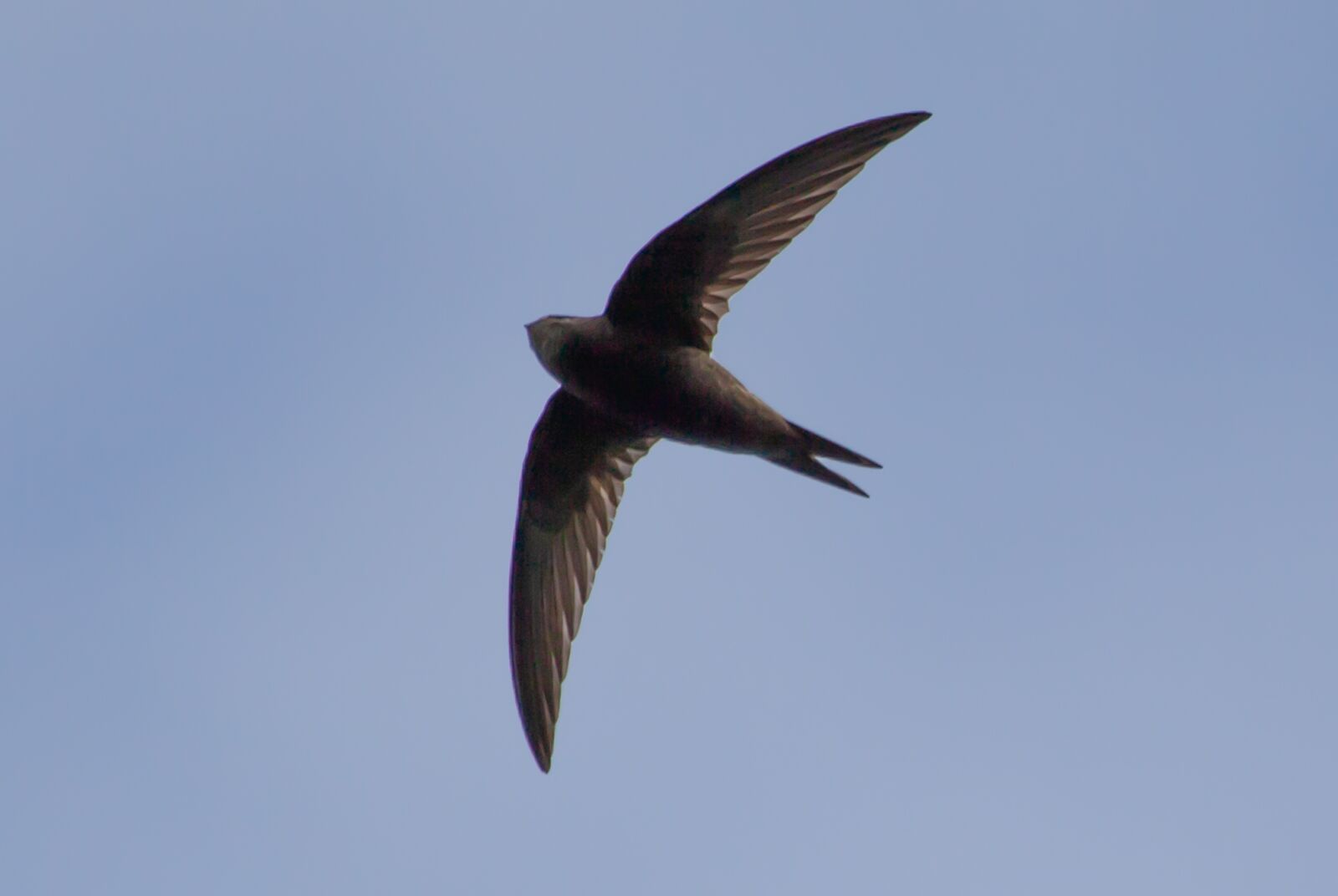 Canon EOS 5D Mark II + Canon EF 100-400mm F4.5-5.6L IS II USM sample photo. Swift, european swift, black photography