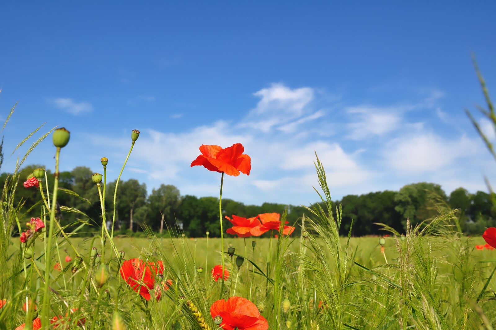 Nikon D90 sample photo. Nature, cornfield, poppies photography