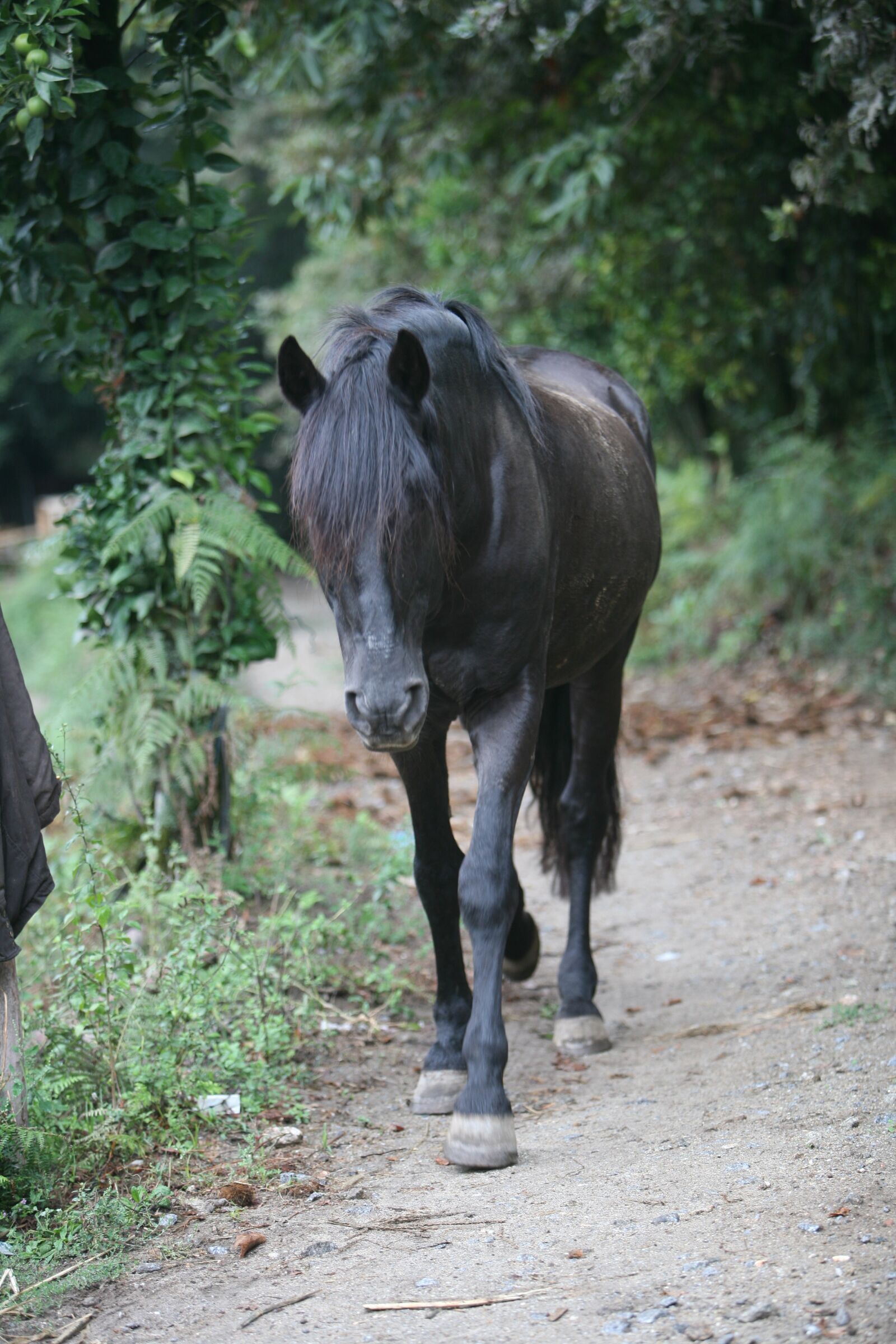 Canon EOS 5D sample photo. Horse, black horse, pet photography
