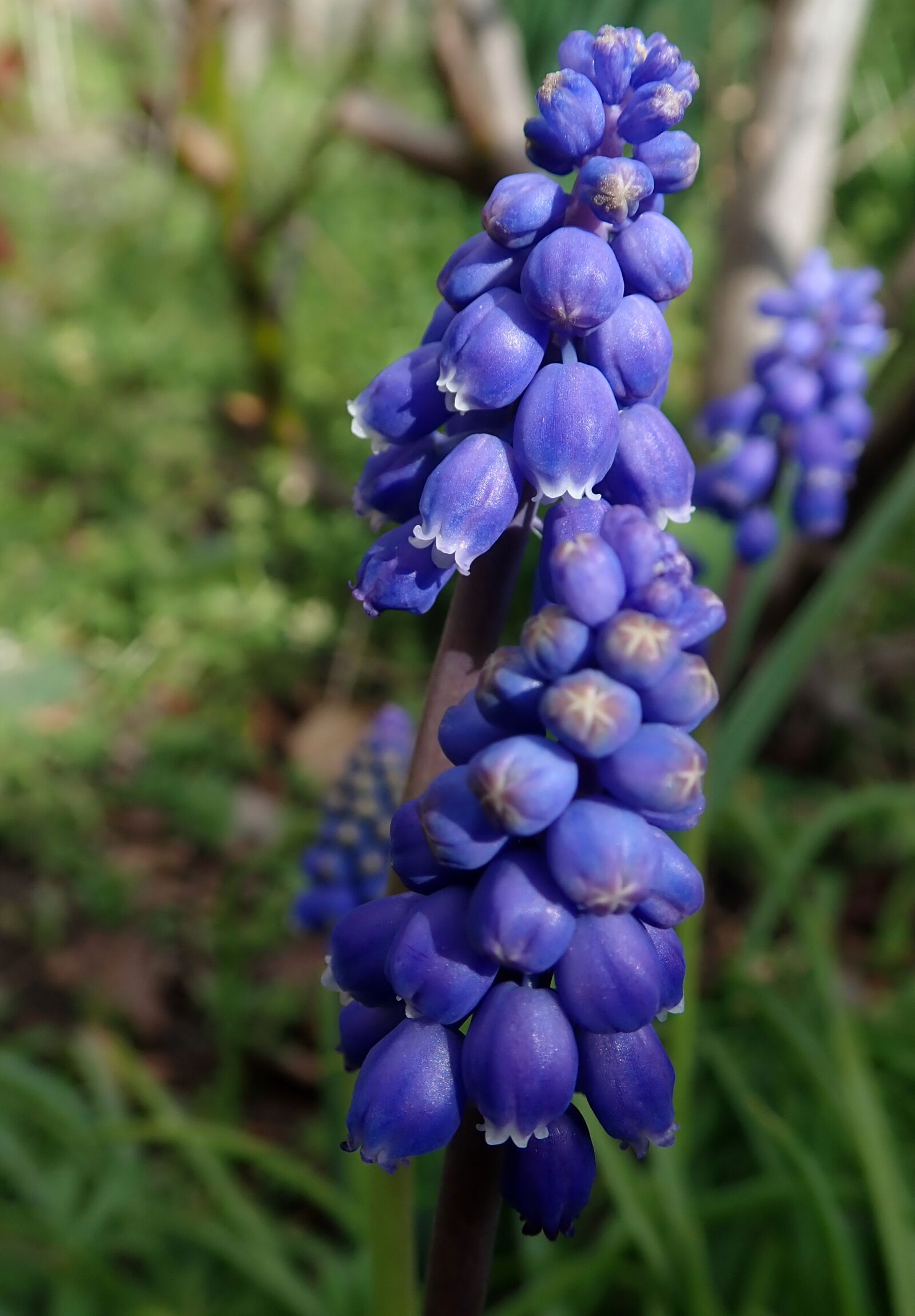 Olympus TG-5 sample photo. Flowers, blue, grape hyacinth photography