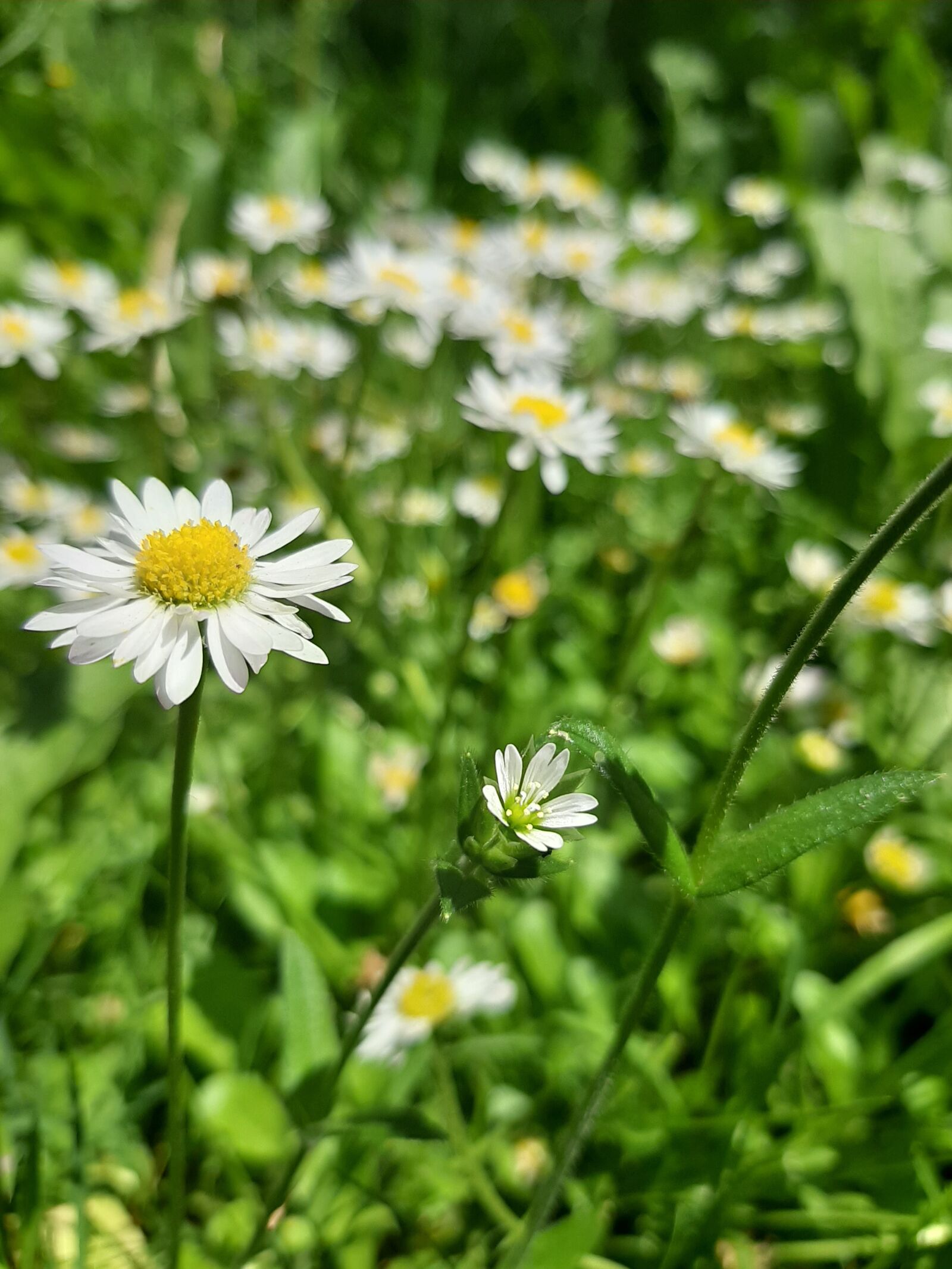 Samsung Galaxy A50 sample photo. Daisy, flowers, nature photography