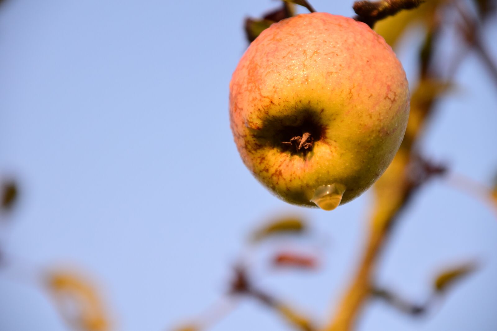 Nikon D3300 sample photo. Apple, apple tree, tree photography