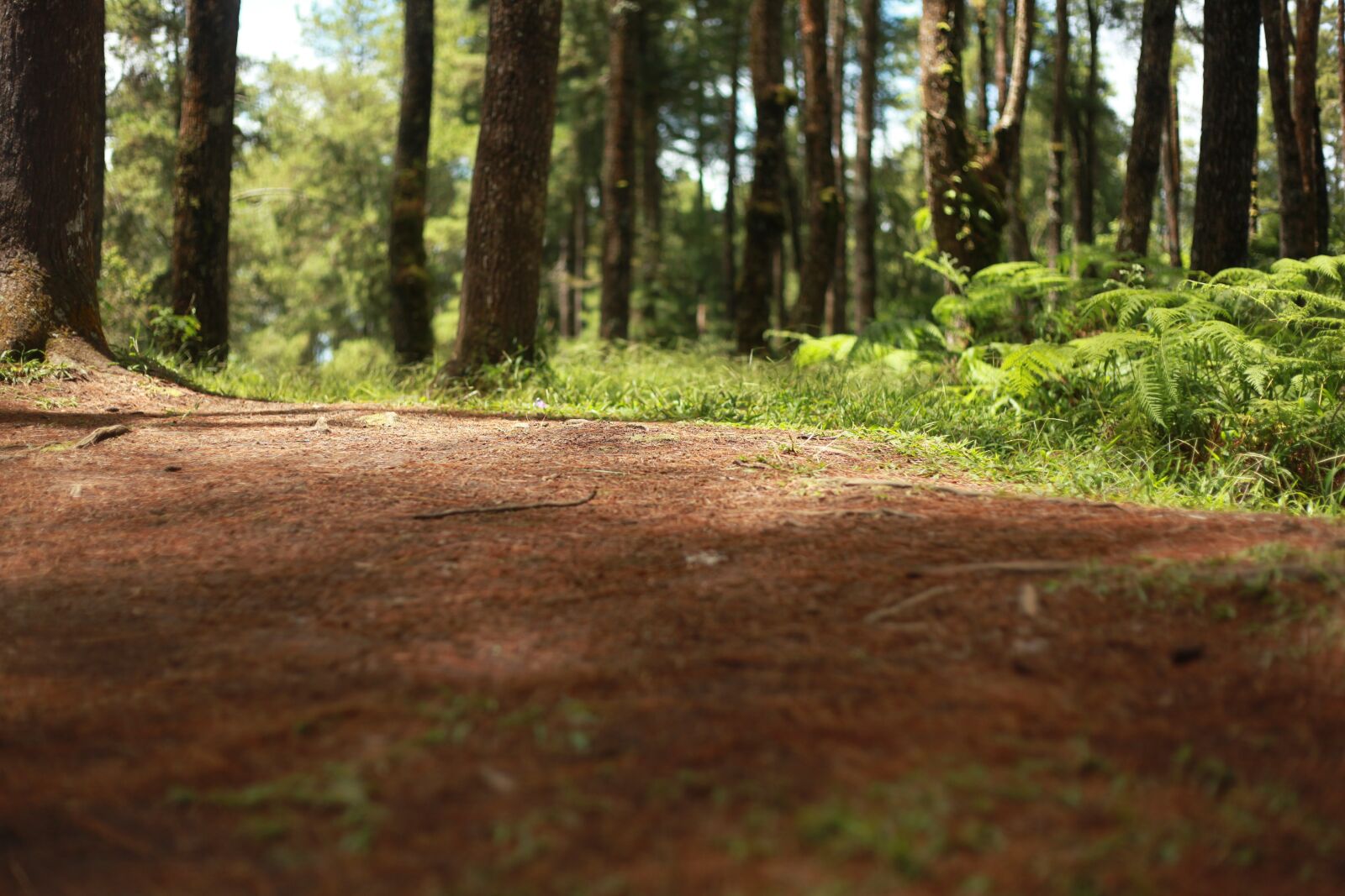 Canon EOS 5D Mark II sample photo. Wood, forest floor, nature photography