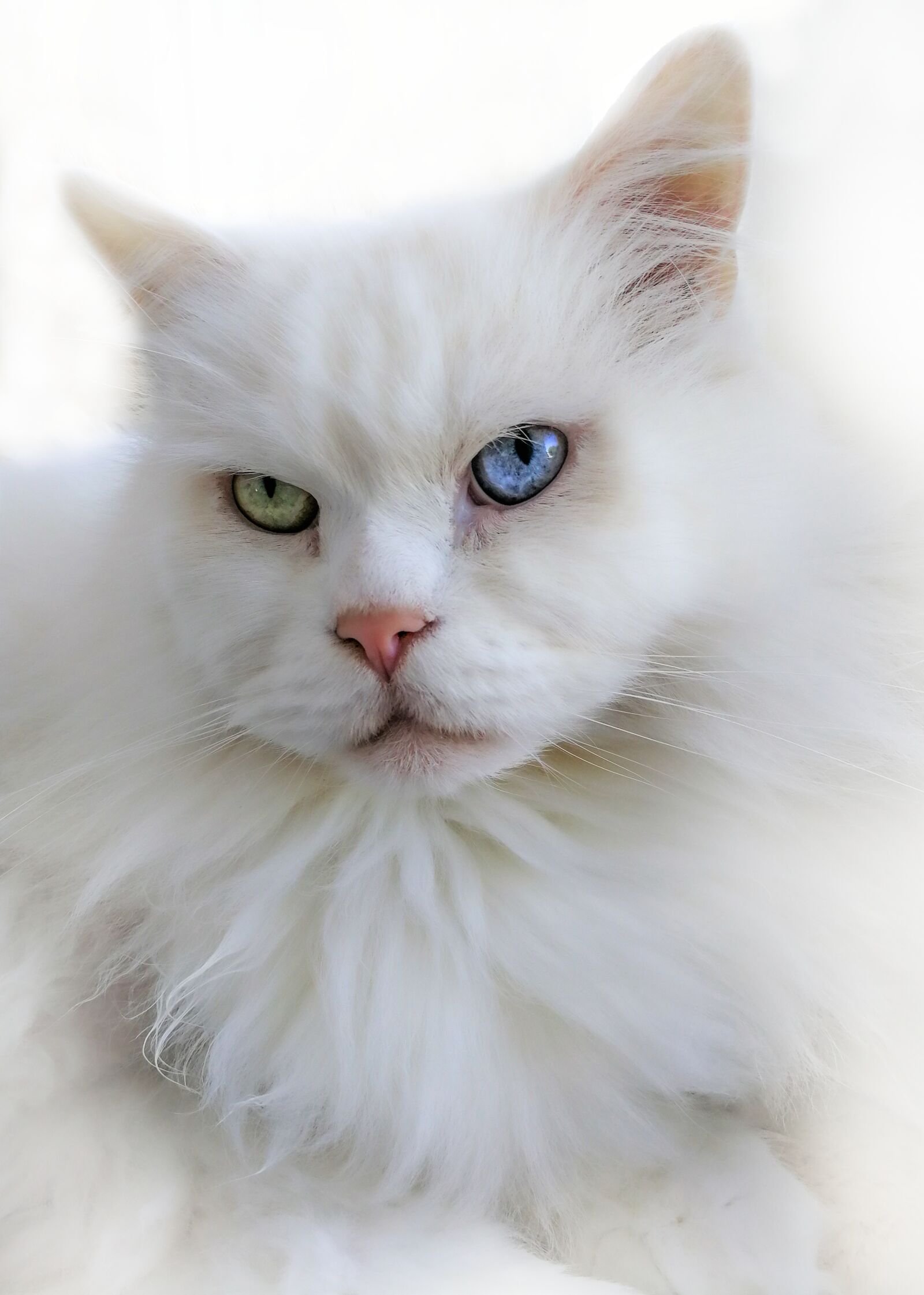 HUAWEI P10 sample photo. Cat, white, breed cat photography