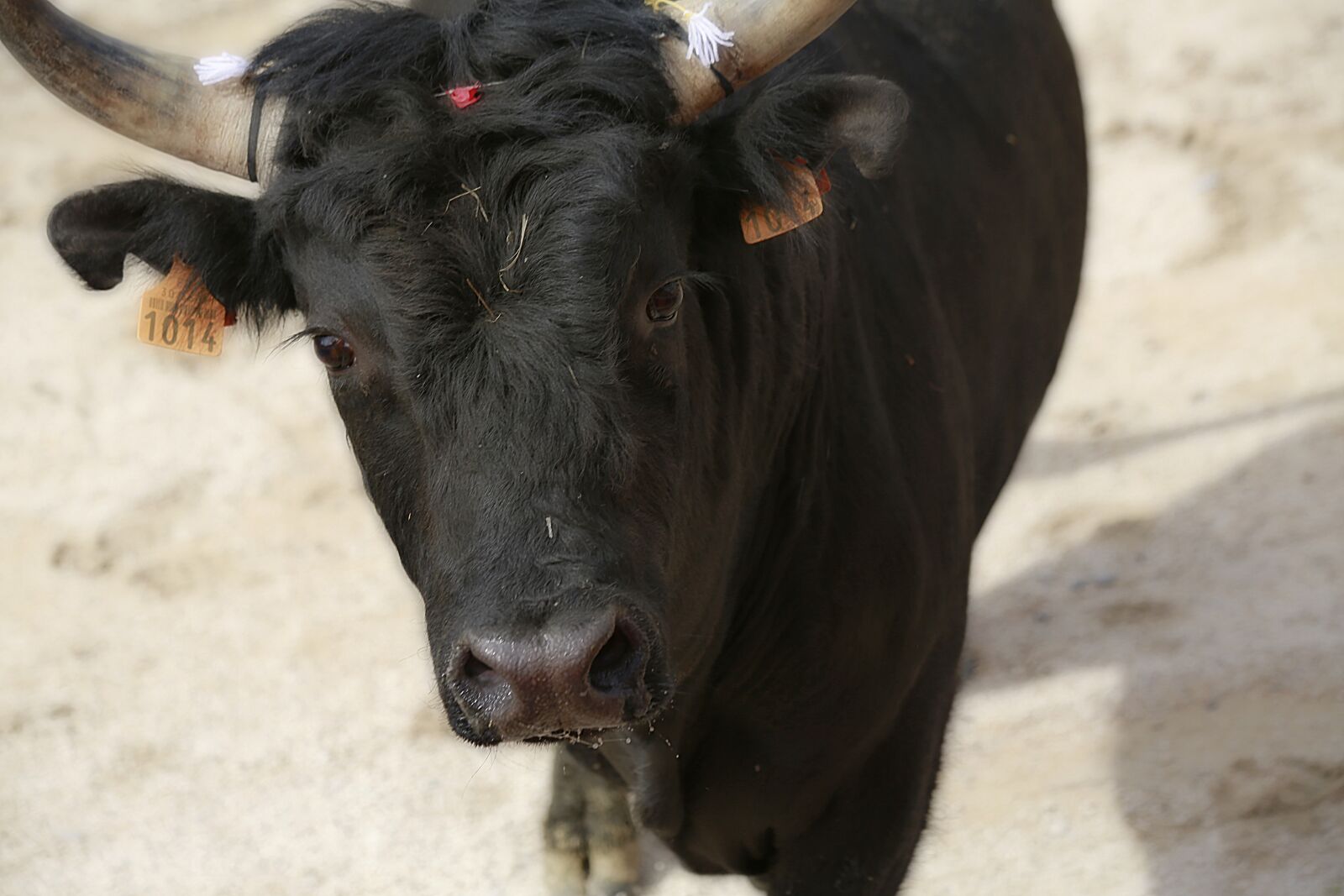 Canon EOS 5D Mark III sample photo. Bull, camargue race, cowhide photography