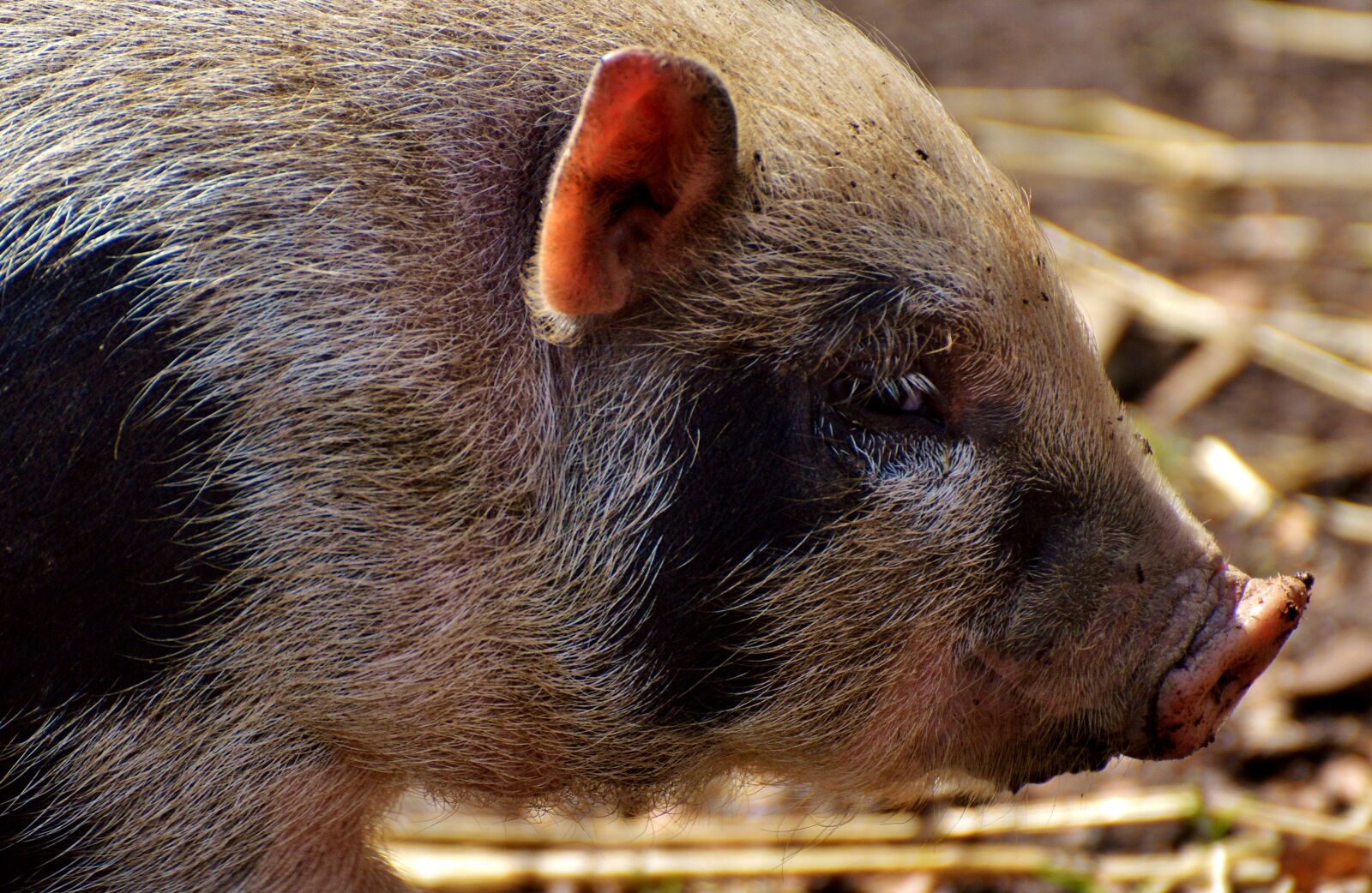 Nikon D3200 sample photo. Piglet, young animals, pig photography