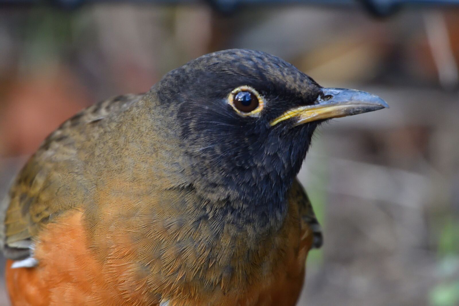 Nikon D500 sample photo. Bird, wild animals, natural photography