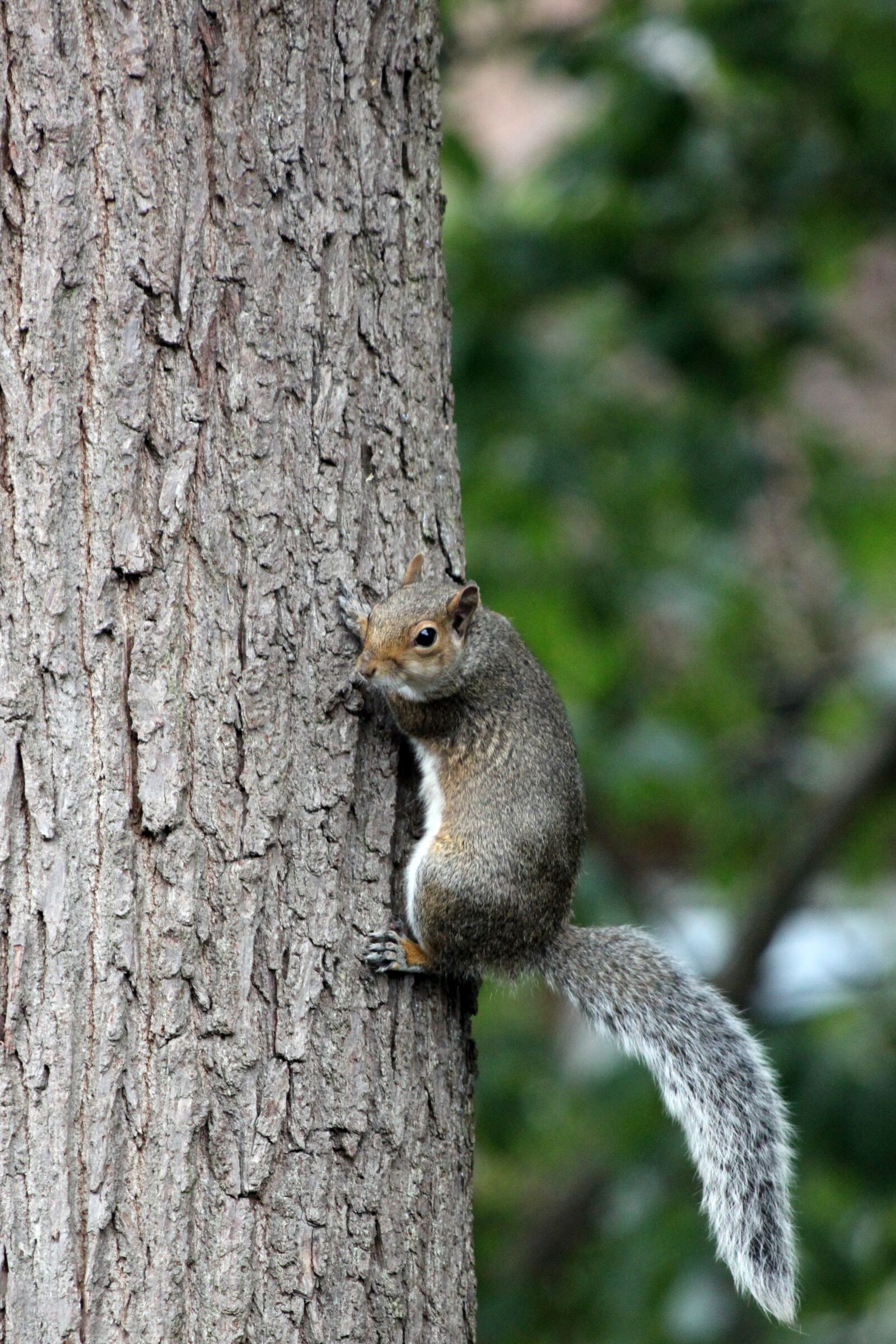 Canon EOS 500D (EOS Rebel T1i / EOS Kiss X3) sample photo. Squirrel, tree, bark photography