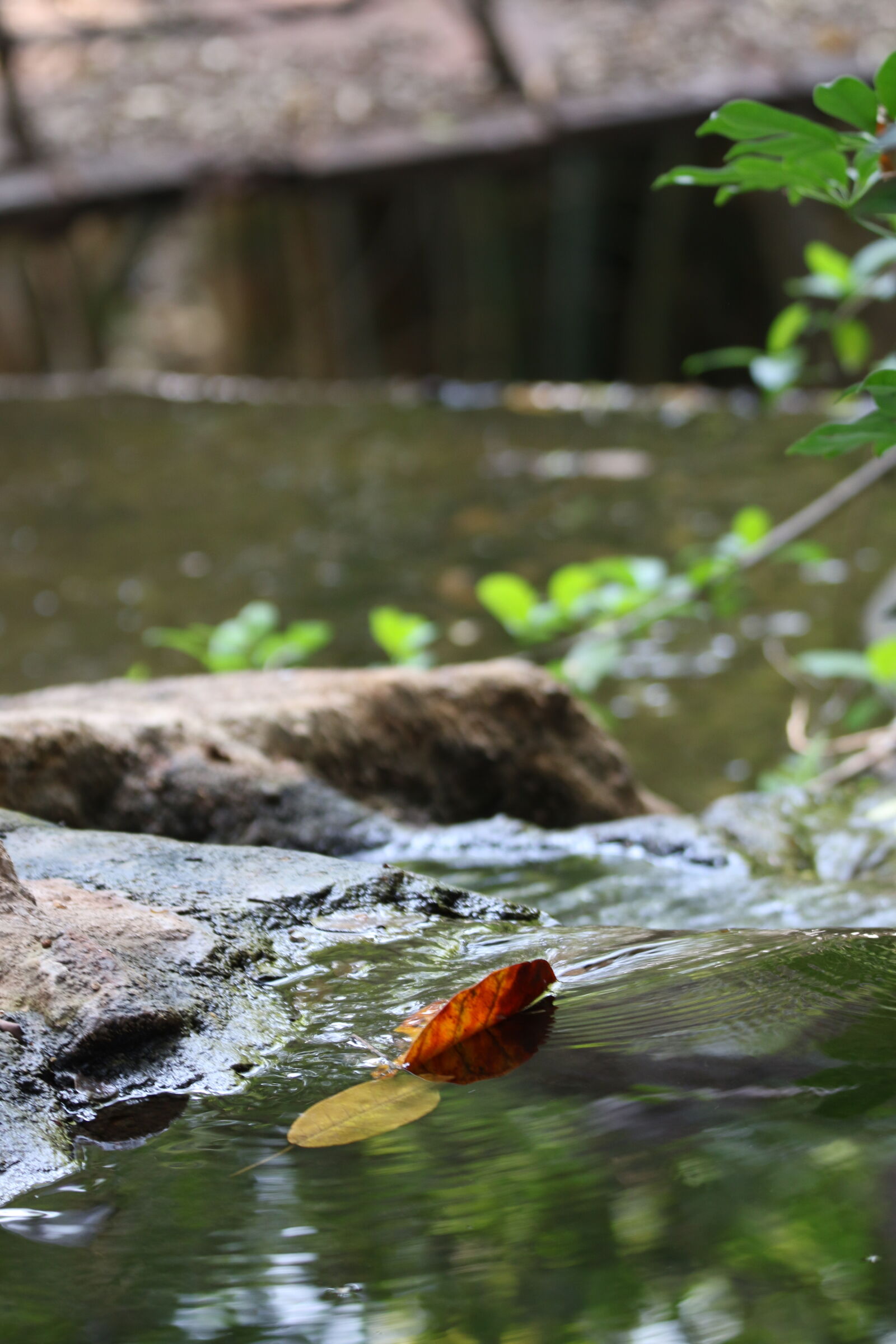 Canon EOS 7D Mark II sample photo. Autumn, calm, garden, leaves photography