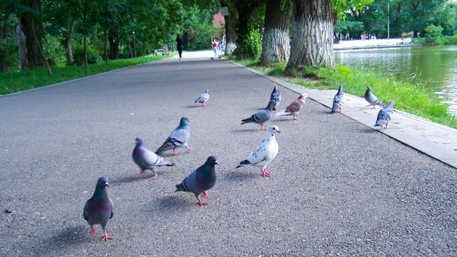 Kodak EASYSHARE ZD710 ZOOM DIGITAL CAMERA sample photo. Pigeons, birds, park photography