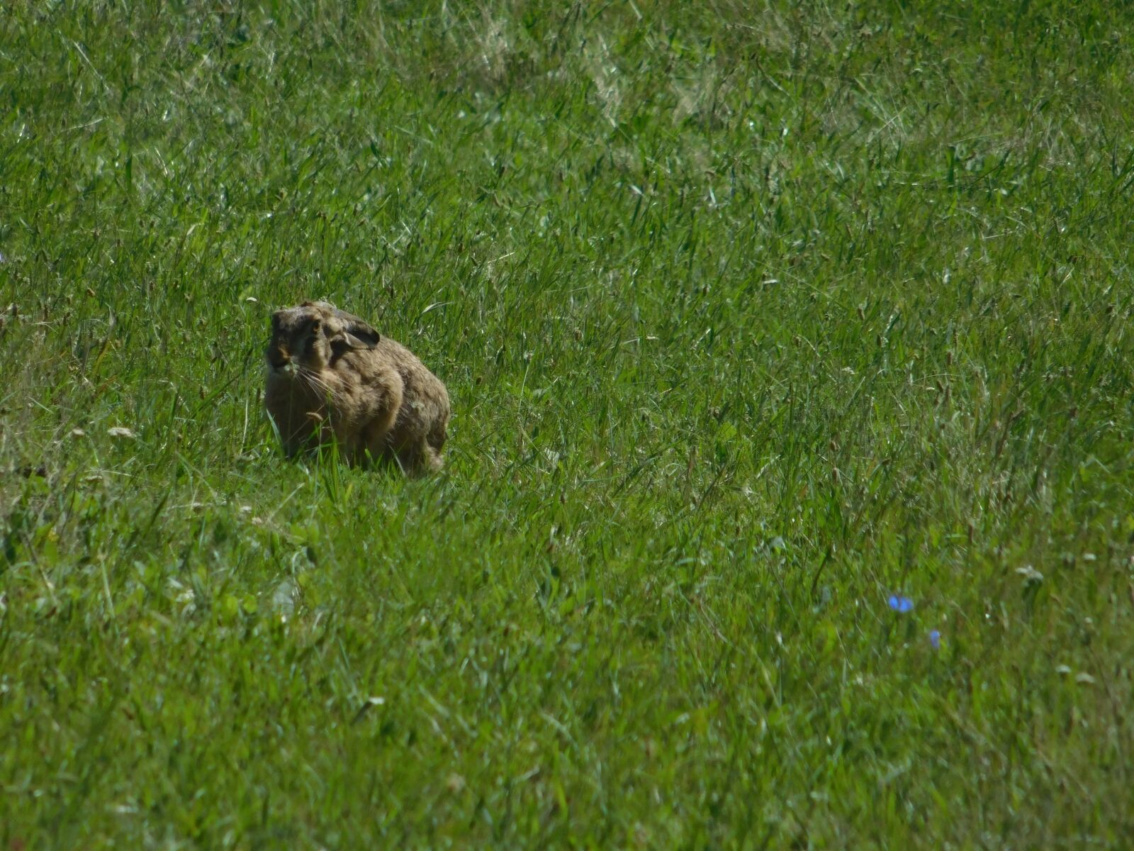 Nikon Coolpix L840 sample photo. Wild rabbit, grass, nature photography
