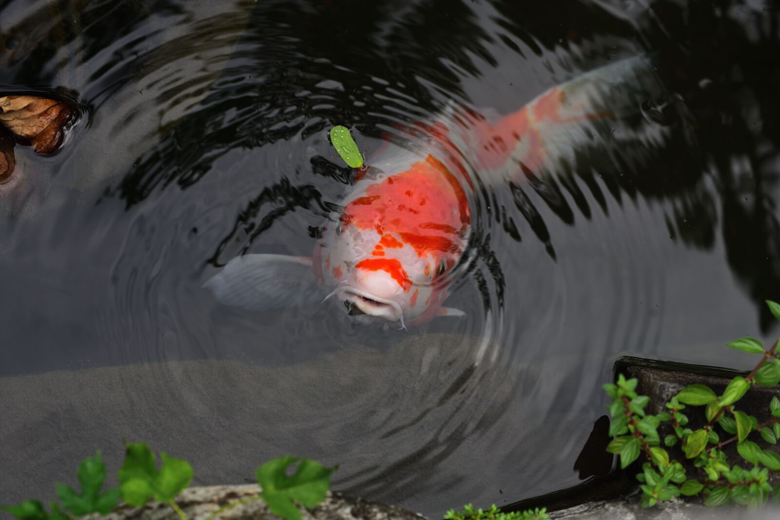 Nikon D750 sample photo. Carp, fish, aquatic animals photography