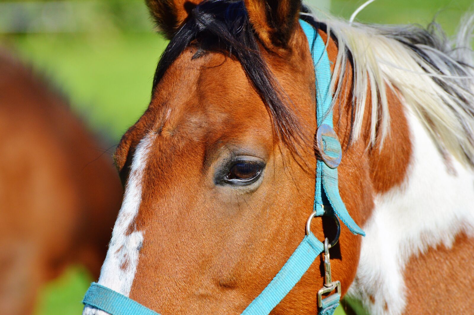 Nikon D3200 sample photo. Horse, ride, reiter photography