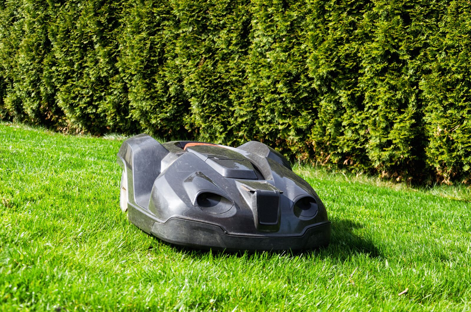 Nikon D5100 sample photo. Grass, rush, summer photography