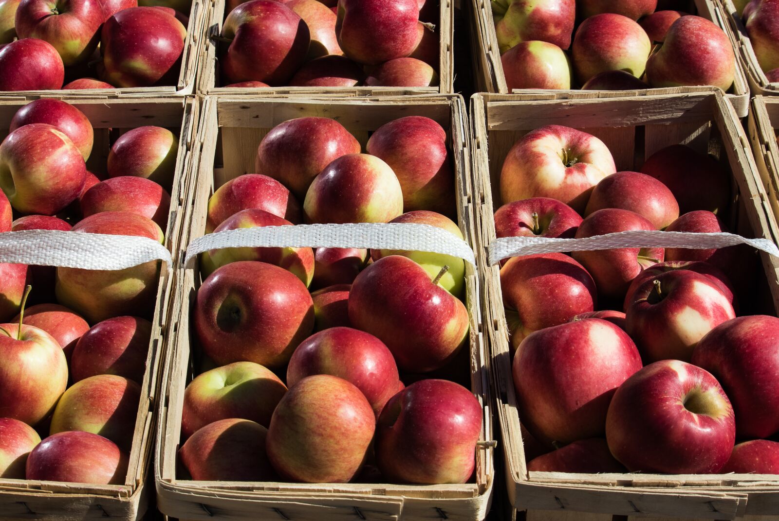 Canon EF-S 55-250mm F4-5.6 IS STM sample photo. Apple, red, fruit photography