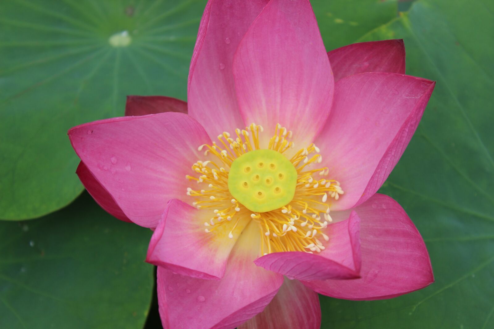 Canon EOS 600D (Rebel EOS T3i / EOS Kiss X5) sample photo. Flower, lotus, water lily photography