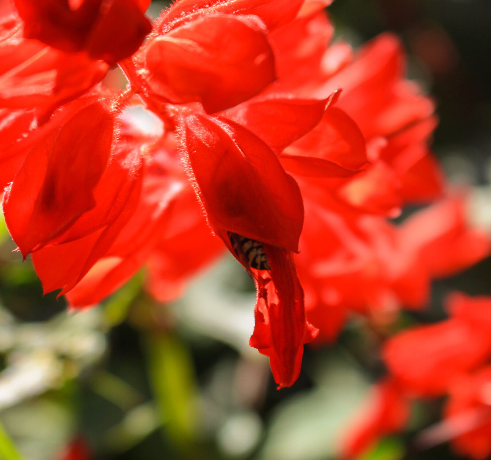 Canon EOS 700D (EOS Rebel T5i / EOS Kiss X7i) sample photo. Flower, nature, plant photography