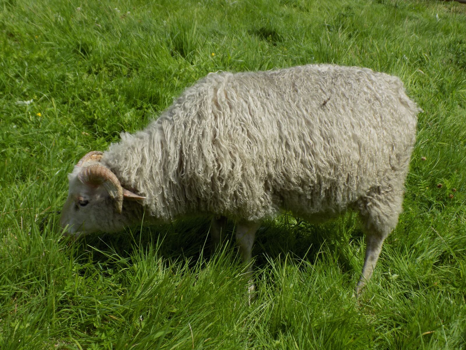 Nikon COOLPIX L340 sample photo. Heidschnucke, nordic short tail photography