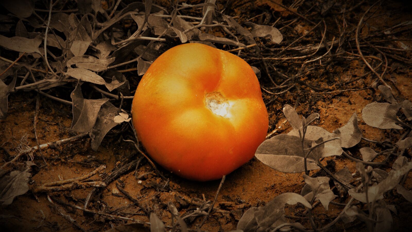 Canon PowerShot SX400 IS sample photo. Tomato, red, food photography