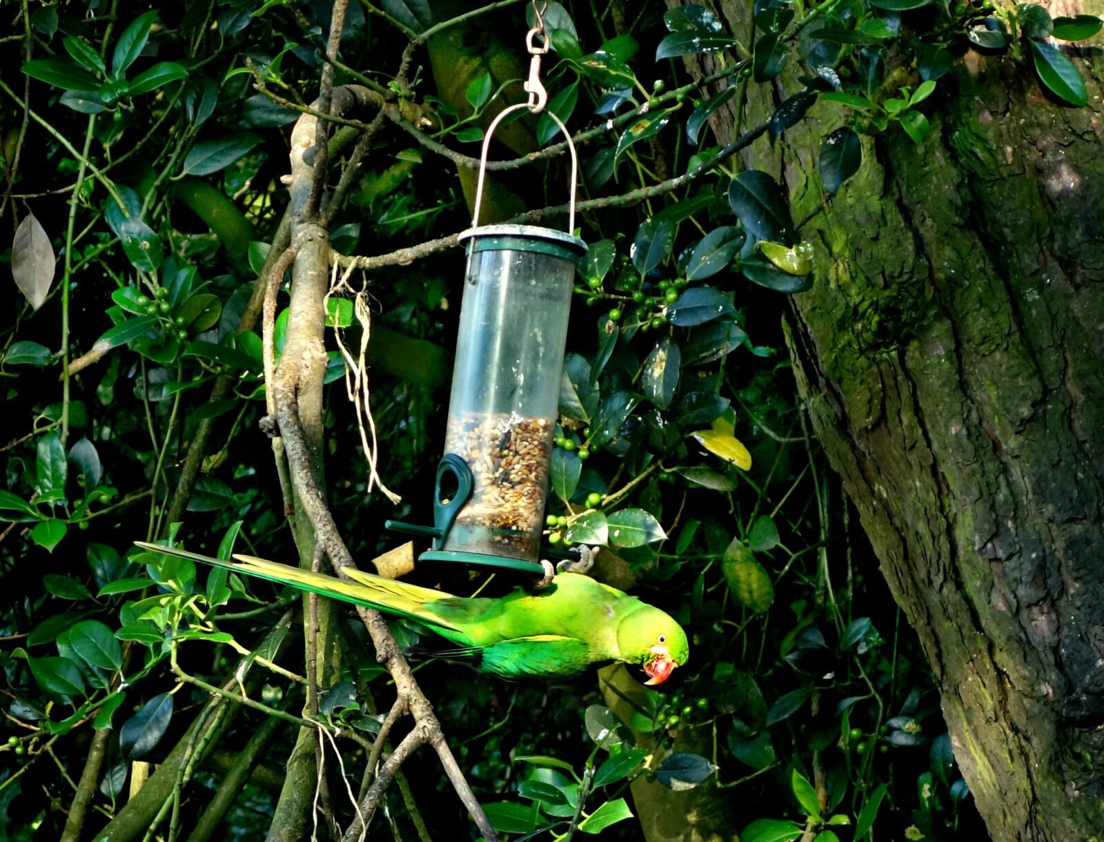 Sony Cyber-shot DSC-RX100 sample photo. Rose-ringed parakeet, parakeet, parrot photography