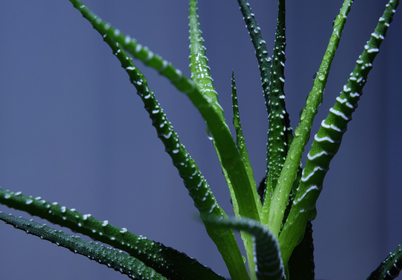 Nikon D5300 sample photo. Haworthia, houseplant, haworthia fasciata photography