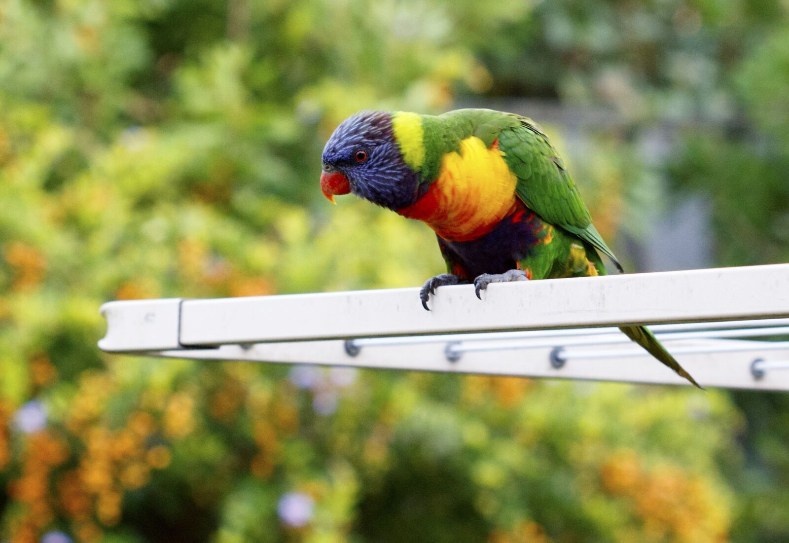 Canon EOS 60D + Canon EF 100mm F2.8 Macro USM sample photo. Animal, australia, background photography