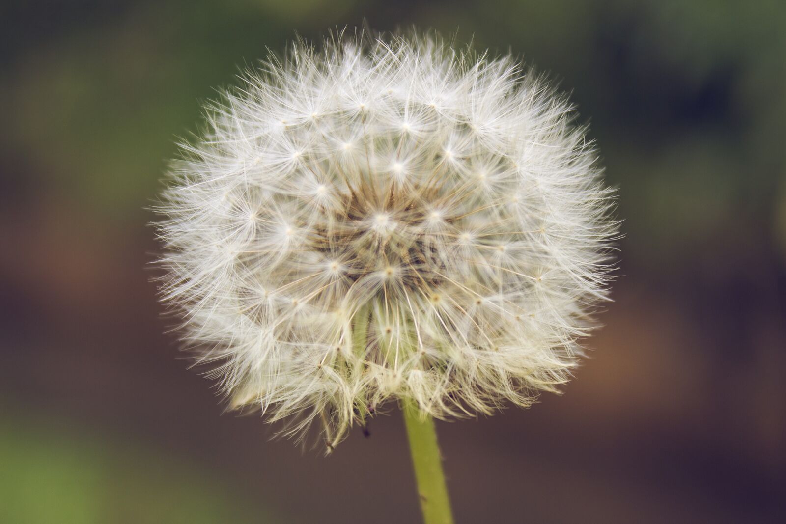 Canon EOS 600D (Rebel EOS T3i / EOS Kiss X5) sample photo. Flower, nature, floral photography