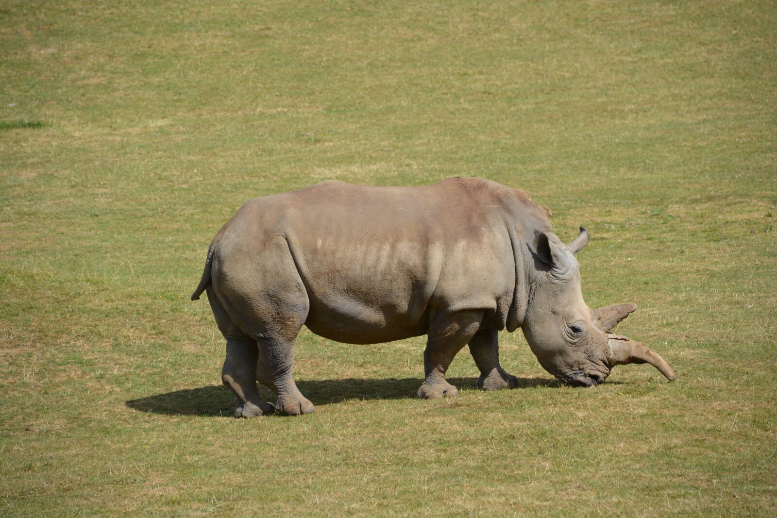 Nikon D5200 sample photo. Rhino, wildlife, safari photography