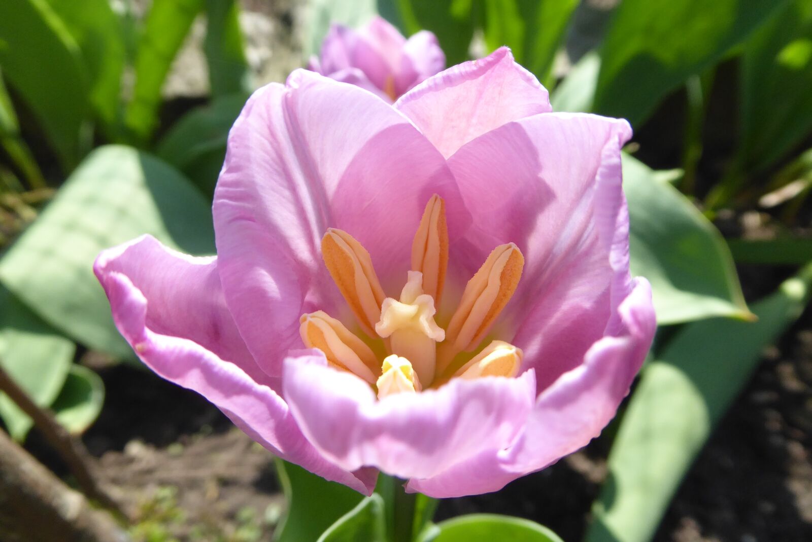 Panasonic Lumix DMC-ZS50 (Lumix DMC-TZ70) sample photo. Nature, flower, plant photography