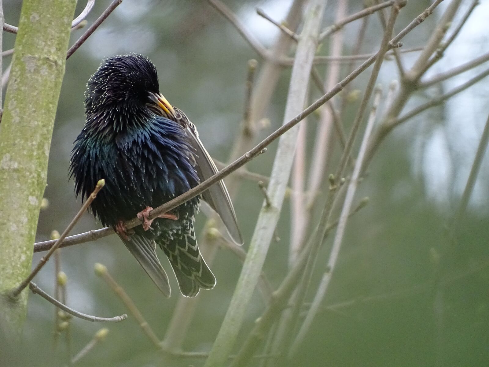 Sony Cyber-shot DSC-HX400V sample photo. Bird, star, songbird photography