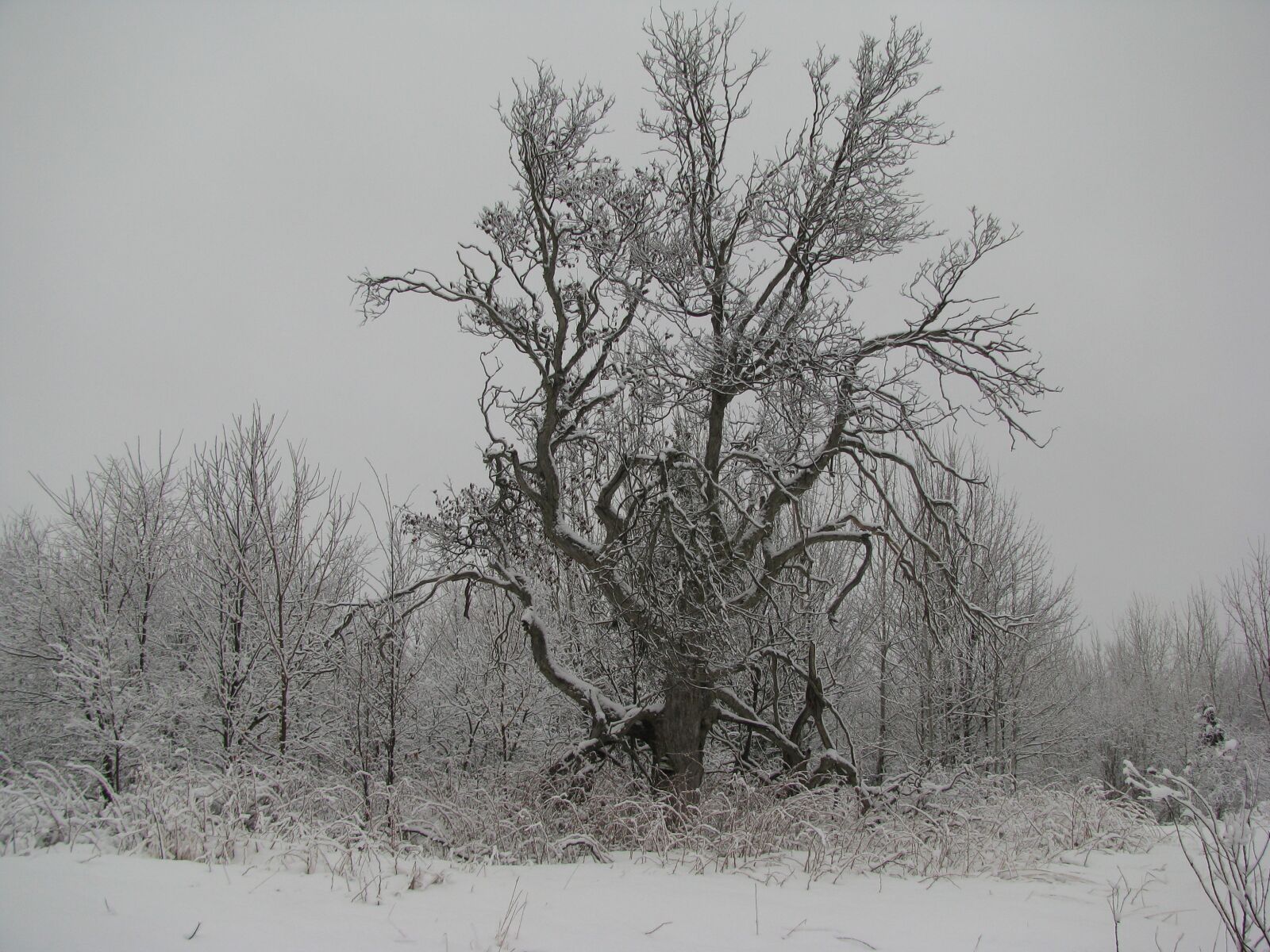 Canon POWERSHOT SX100 IS sample photo. Winter, tree, forest photography