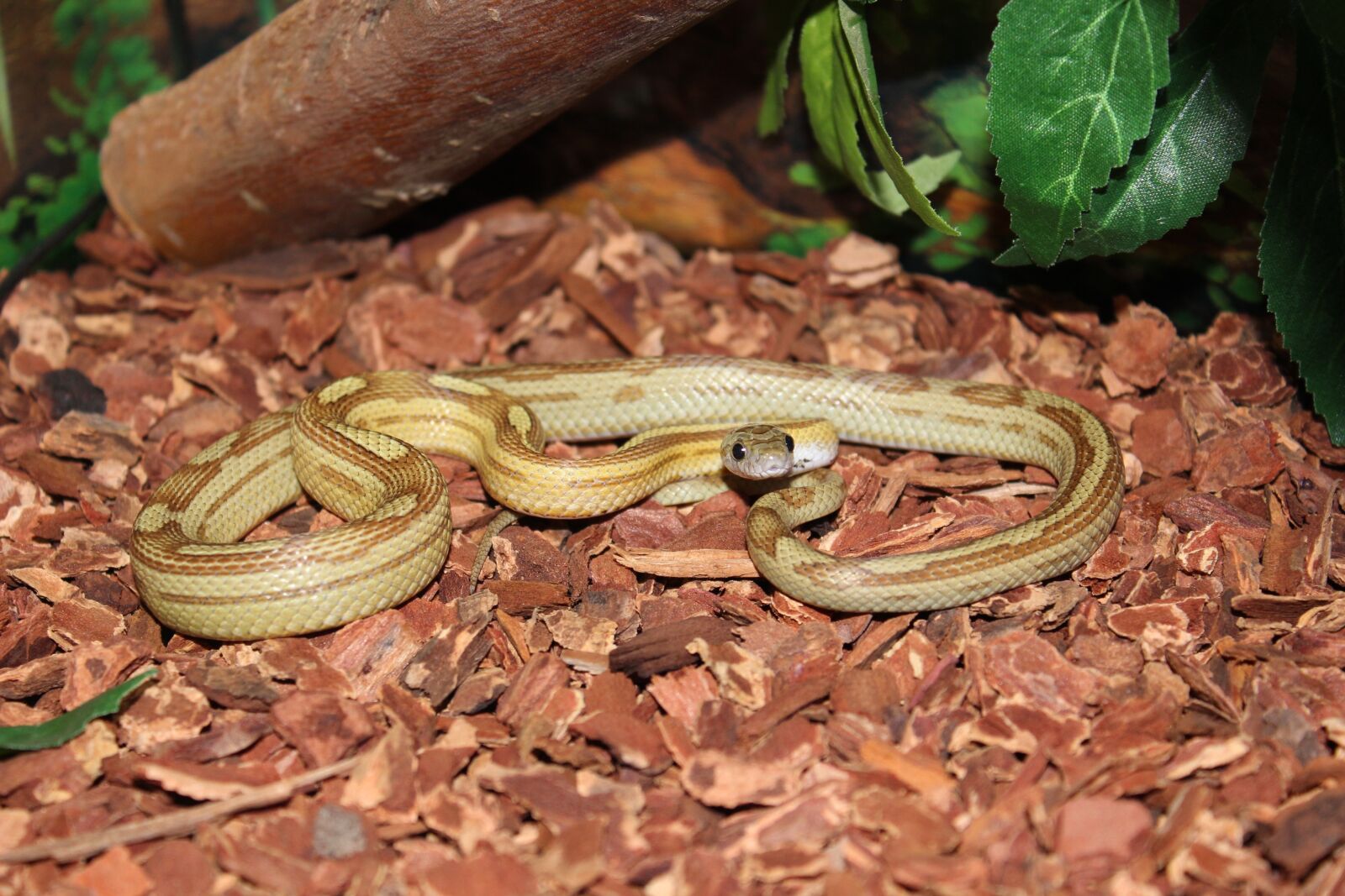 Canon EOS 600D (Rebel EOS T3i / EOS Kiss X5) sample photo. Snake, panth rophis guttatus photography