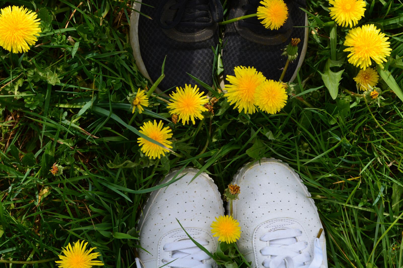 Nikon D5200 sample photo. Dandelion, wild flower, grass photography